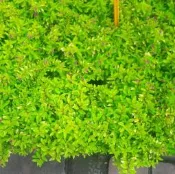 花苗-樹苗 ** 黃金金露花 ** 5-6吋盆/10-25 cm/全年開花【花花世界玫瑰園】wu