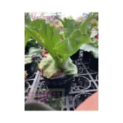 (店+)花森好市-蕨類植物 女王鹿角蕨 4吋盆 高10-20公分 綠化植物