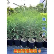 霏霏園藝墨西哥落羽松冬天不會落葉🍃整年都有葉子一棵500