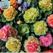台灣芙蓉花種子 山芙蓉 醉芙蓉 木芙蓉 三醉芙蓉 重瓣芙蓉 秋日花卉 庭院植物 盆栽花卉 四季可種 易種植 花卉種子