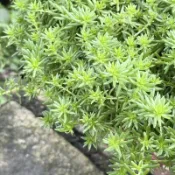 佛甲草 無根 現剪 每滿百克多送30克 買多送多 綠化植物 現剪枝條 盆栽鋪面