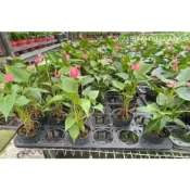 一禪種苗園-花色鮮豔外型突出〈火鶴花-粉紅色〉盆栽植物-3吋盆/淨化空氣極強/葉片濃綠光亮/室內觀賞花卉