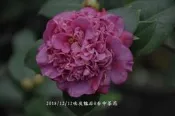 台中茶花- 埃及豔后 -(原棵茶花)- ㄆ251