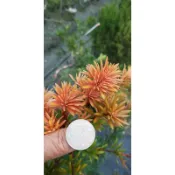 大自然種苗園~火麒麟羅漢松
