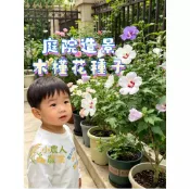 現貨隔日寄 重瓣朱槿種子 丹麥木槿籽 大花扶桑花 燈籠花籽 四季開花 盆栽花卉 庭院植物 耐熱開花 木槿屬 常綠灌木造景