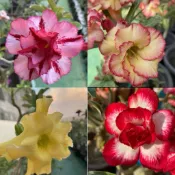 【沙漠玫瑰種子】高發芽率 耐旱植物 珍稀重瓣品系 多肉植物