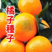 臺灣原生種！【橘子種子】超飽滿橘籽，居家盆栽首選～種下綠意與期待，享受親手培育的成就感，療癒小森林等你來創造！