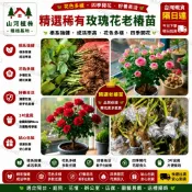 台灣現貨 🌹 【23款玫瑰花苗】🌹  稀有玫瑰花苗 玫瑰花苗  香水玫瑰 特大花卉綠植物盆栽月季花薔薇四季開花庭院