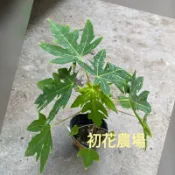 初花農場|紅妃矮種、台農2號、黃金木瓜|3吋盆|果樹| 建議宅配，超取易爛，植株受損不負責賠償--