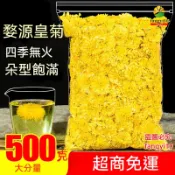 菊花 菊花茶 菊花茶包 黃山貢菊 袋裝500g 婺源皇菊花茶 黃菊花 另售金絲皇菊 桂花茶 貢菊花 白菊花 花草茶