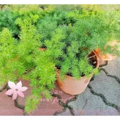 芙菈朵森林 蓬萊松 松葉武竹 5吋盆 觀葉植物 綠籬植物