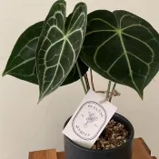 室內室外植物 - 圓葉花燭
