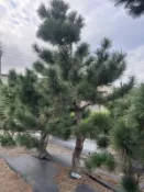 【盛宏園藝】三河黑松︱庭園黑松︱造型日本黑松E601 ︱頭徑10~25公分︱高度200公分~500公分 (請自取)