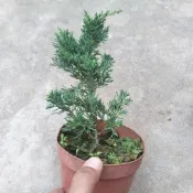 鐡柏樹苗 松柏 濟州真柏耐寒盆栽可造型植物