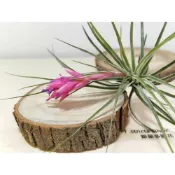 (店+)空氣鳳梨 銀葉多國花 Tillandsia Stricta 'Silver'