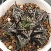 實生壽（3.5、4吋盆）買家自行換盆優惠系列（實物照、不P圖）購買請先看：商品描述