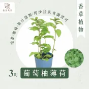 【拈花微笑】葡萄柚薄荷(防蚊樹系列)｜3吋｜香草植物｜食用植物｜調味料｜泡茶飲用｜沙拉｜甜點｜藥用｜精油｜觀賞