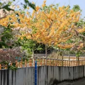 黃色花旗木 泰國櫻花🟡非常漂亮的品種🟡平地快速成長盆栽🟡 黃金風鈴木 黃花風鈴木 風鈴木苗 花旗木 風鈴木 紅花風鈴木