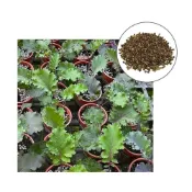 (店+)【蔬菜之家】大包裝A113.紅舞捲葉羽衣甘藍種子8克約2400顆葉片微捲曲，葉脈帶紅色，口感清脆，營養價值