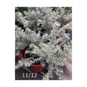 (店+)花森好市-香草植物**斑葉澳洲迷迭香**5吋盆/高5-20cm/MA
