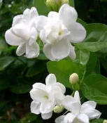 ╭＊田尾玫瑰園＊╯香花樹苗(茉莉花)--花香淡雅芬芳.可做香料用於薰茶