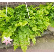 芙菈朵森林 澎澎蕨  綠化植物 蕨類植物 觀葉植物 室內植物 小品盆栽