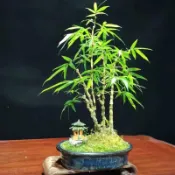 💥現貨｜快速出貨【正宗佛肚竹種子】現貨 精品觀賞竹種籽 四季長青盆景種子 好養~易發芽 室內外綠植盆栽種子 四季可種