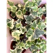 🌵EnjoyGarden🌵常春藤/白斑常春藤/白邊常春藤/觀葉植物/垂吊植物