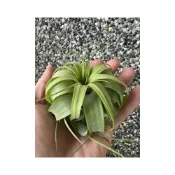 (店+)空氣鳳梨 貝可利x電捲 （完美球形） （數量有限）brachycaulos x streptophylla