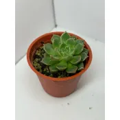 各式一吋盆、療癒多肉植物