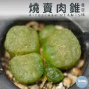 🌵✧植得栽✦【燒賣肉錐】番杏科/石頭玉/屁屁玉/石頭花/Lithops/生石花屬/屁屁石頭玉/多肉植物/多肉/園藝