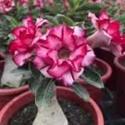 在地小農家 沙漠玫瑰 重瓣品種 嫁接5寸盆（閃亮之星）