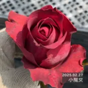 小魔女 庭院大花 瓶插切花 咖紅色 植株耐熱 長勢好《四季有花玫瑰園》玫瑰苗 玫瑰盆栽 嫁接樹玫瑰 月季棒棒糖