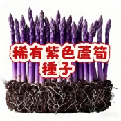 稀有紫色蘆筍種子 紫玉蘆筍 紫色蔬菜種子 盆栽 庭院 陽臺 可食用 觀賞 自家種植 新鮮採種 高發芽率 季節限定