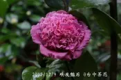 台中茶花- 埃及豔后-(原棵茶花)- ㄇ124
