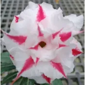 沙漠玫瑰 滿4盆出貨 重瓣嫁接含土盆.3吋蝦取每單最多10盆.宅配每單最多可40盆.