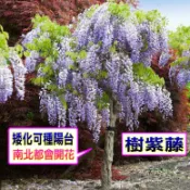 樹紫藤(樹)🟡矮化盆栽🟡樹苗 矮生盆栽 矮化盆栽 紫藤苗 許願藤 錫葉藤 樹紫藤 紫藤苗 紫藤 日本紫藤 樹紫藤苗