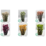 【TRULY.可刷卡】乾燥 洋甘菊 洋甘菊花 銀苞菊 TOKA 日本 東花 非大地 乾燥花 小花  非不凋花