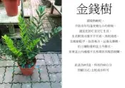 心栽花坊-金錢樹/雪鐵芋/8吋/觀葉植物/室內植物/綠化植物/售價360特價300