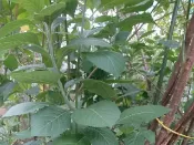 皇毅生物科技 南非葉（扁桃斑鳩菊）現摘鮮葉(葉和梗每斤100元)台灣種植