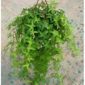 (店+)花森好市-藤蔓植物* 常春藤(有4組品種)*5-6吋吊盆/高10-15cm/自然界淨化空氣的幫手/
