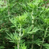 艾葉種子 超低價 四季種植 艾草種子 野生艾草種子 驅蚊艾草種子 盆栽庭院陽臺艾草種子 多年生