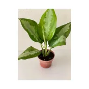 (店+)銀后粗肋草 3寸小品 觀葉植物 室內綠化 辦公室綠化 空氣淨化能力強
