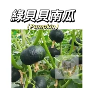 嘉義現貨（綠貝貝南瓜種子）綠色迷你栗子南瓜種子板栗南瓜粉糯老南瓜香甜農家@爬藤蔬菜種子