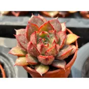 【多肉好好買】一寸盆 大和美尼 多肉植物 現貨