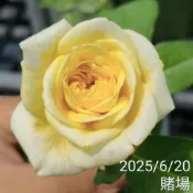 遊樂園 賭場 大型蔓類 強香 檸檬黃色《四季有花玫瑰園》玫瑰苗 玫瑰盆栽 嫁接樹玫瑰 月季棒棒糖
