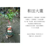 心栽花坊-和田大棗/4吋/嫁接苗/水果苗/特價240