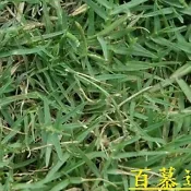 大特價 百慕達草 限量30包【草皮種子】造粒（1000公克) 草種子 狗牙根 絆根草 鐵線草 牛馬根 馬根子草 鋪地草