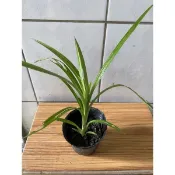 香蘭/七葉蘭/盆栽/斑葉香蘭/香草植物/香露兜樹/斑蘭葉/香蘭葉/芳蘭葉/芋頭香/4吋/無農藥/自家栽培/
