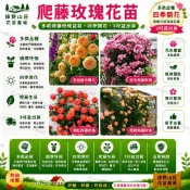 台灣現貨🌹【爬藤玫瑰花苗】🌹 帶葉子 爬藤月季玫瑰小苗 四季開花 高顏值 熱戀之花 藤本玫瑰 陽台庭院賞花卉 濃香型